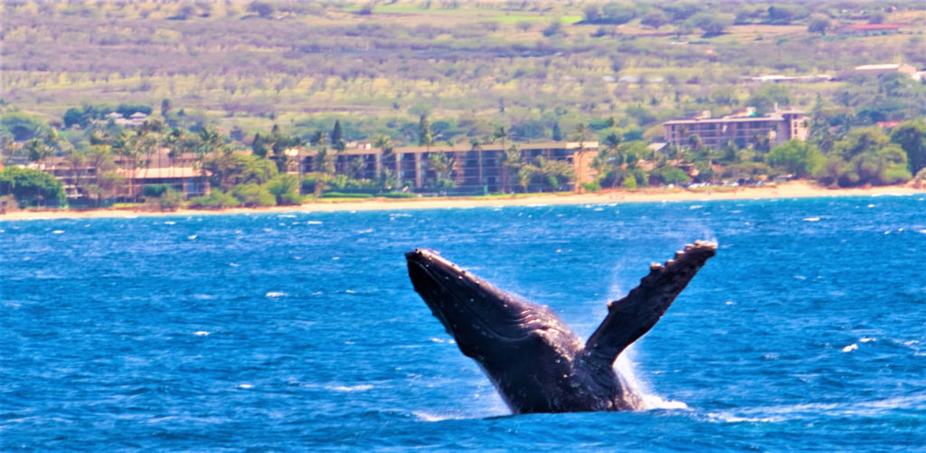 A humpback whale breaching off the coast of Wailea, Maui