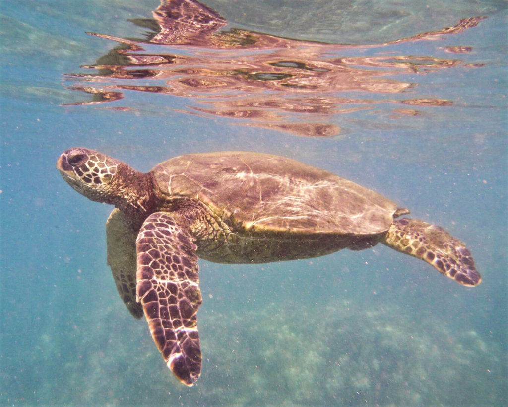 A sea turtle in the water at turtle town off the coast of Maui