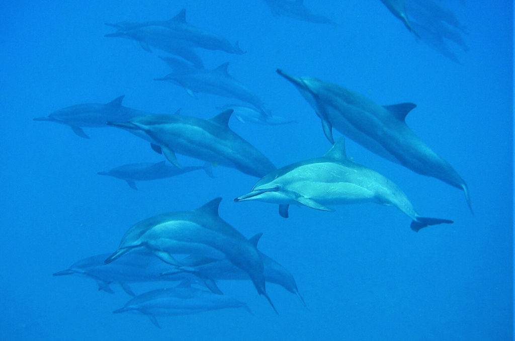 A pod of dolphins in the wild