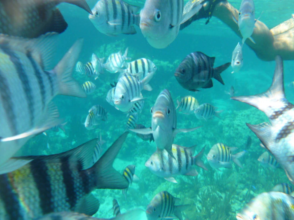 Fish posing for photos in the Exuma Cays Land & Sea Park Aquarium