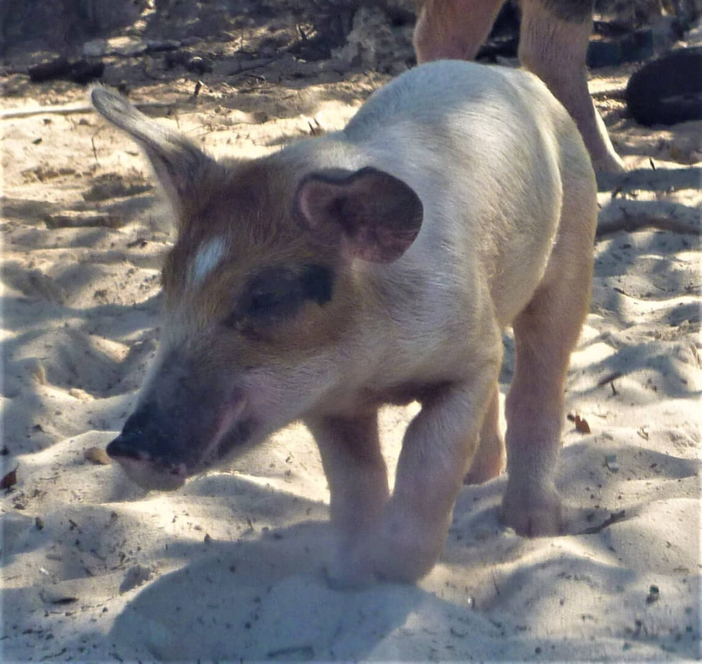 Baby pig on the beach at Big Major Cay in the Exumas, Bahamas