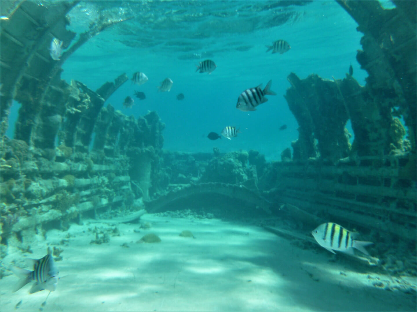 Underwater view of the plane wreck on Normans Cay, Bahamas