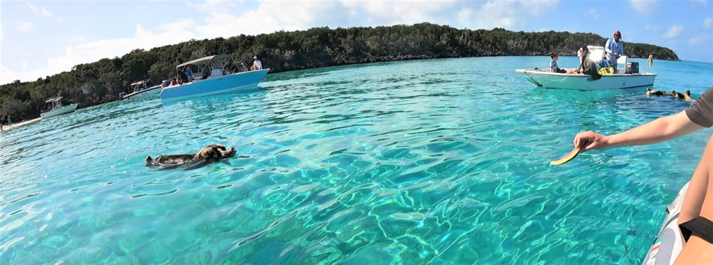 Swimming pig at Big Major Cay