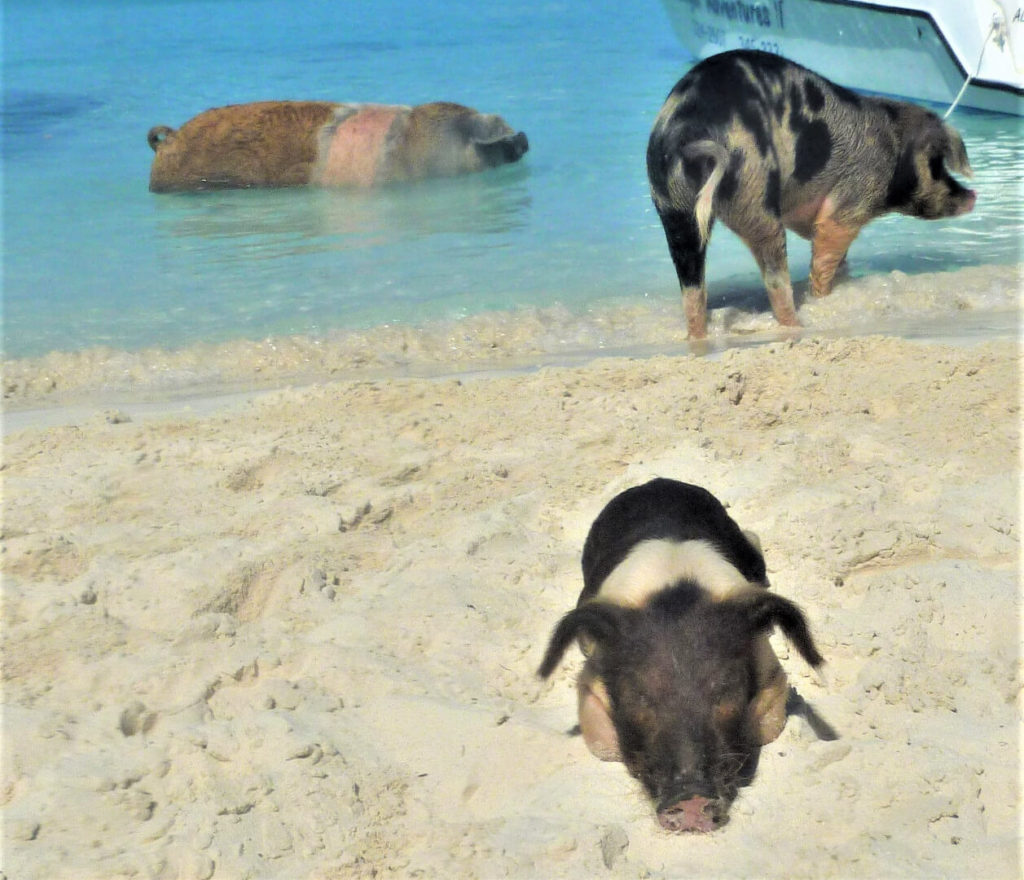 Baby pig getting some sun on Pig Beach