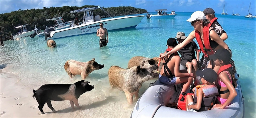 Swimming pigs clamoring for watermelon rinds at Big Major Cay in The Exumas, Bahamas