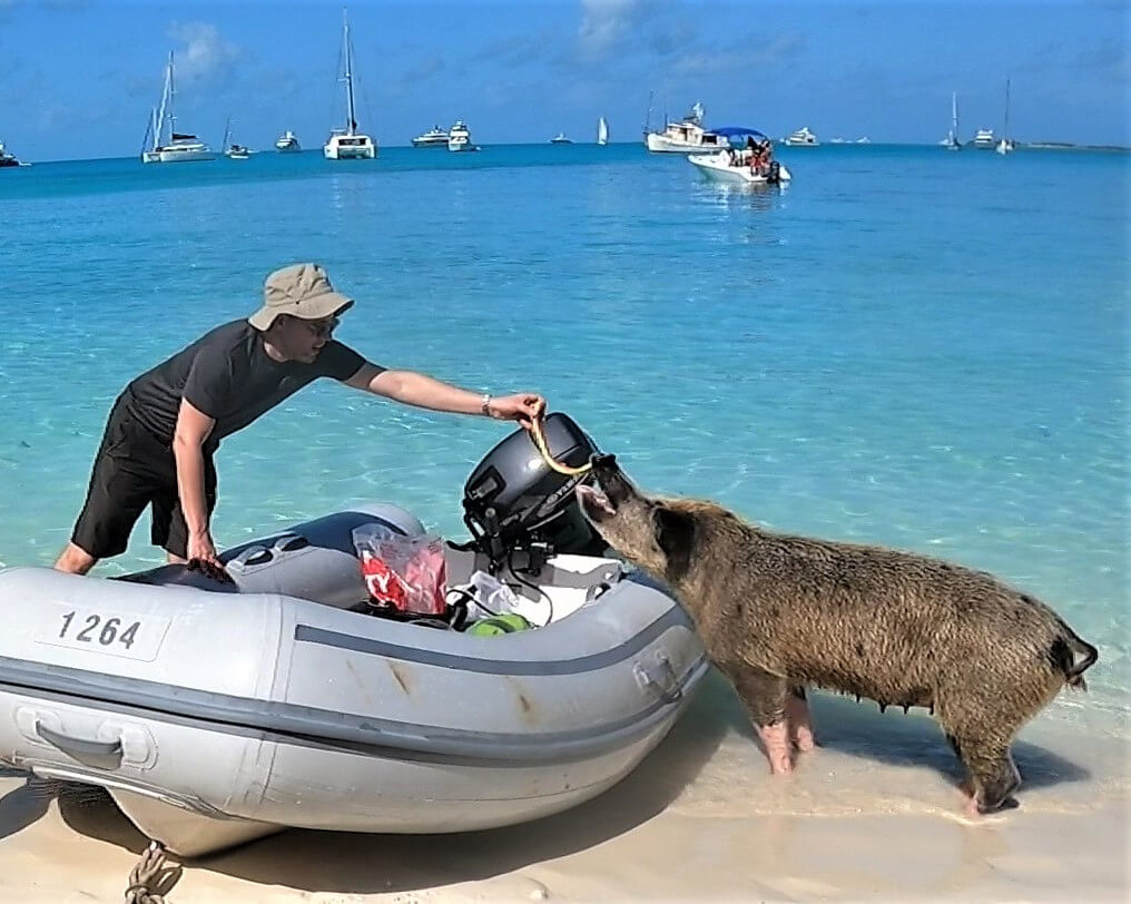 Pig eating watermelon rind at Big Major Cay in The Exumas, Bahamas