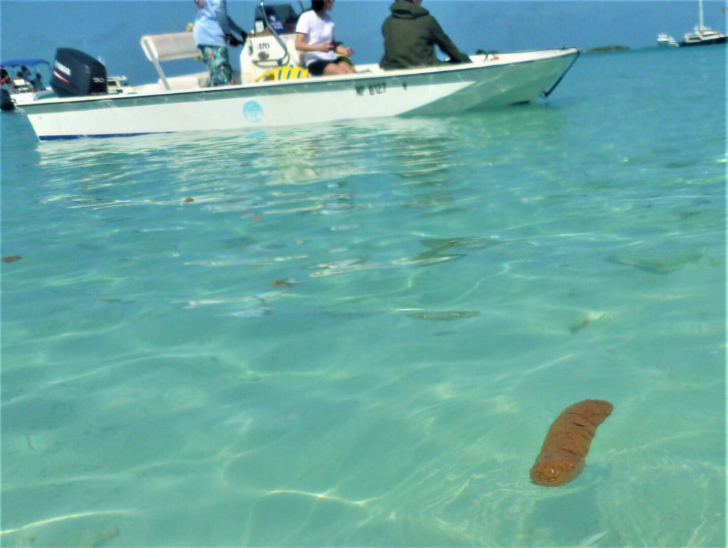 The Bahamas Swimming Pig Poop