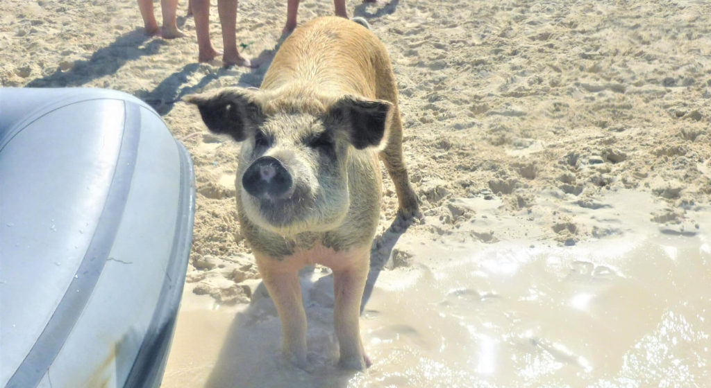 Pig on the Beach at Big Major Cay, Bahamas