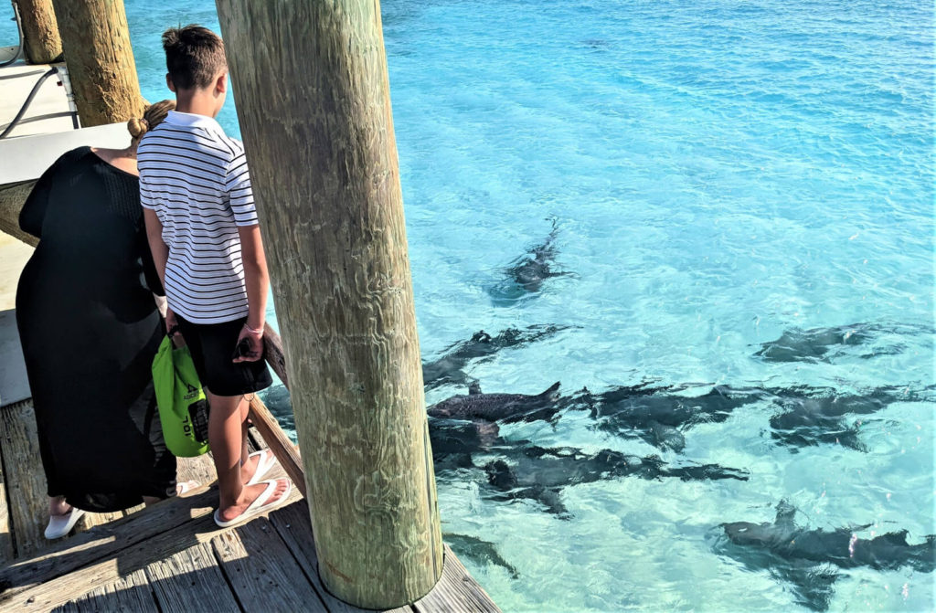 Nurse Sharks at Highbourne Cay Marina