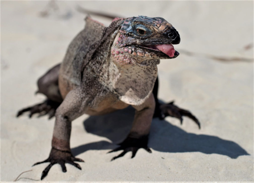 Endangered rock iguana at Allan's Cay