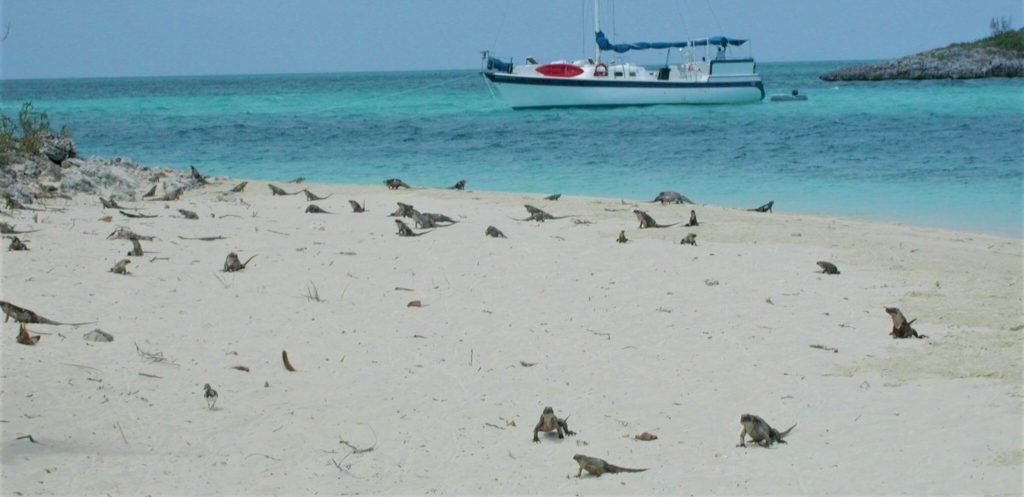 Rock iguanas on the beach at Allan's Cay
