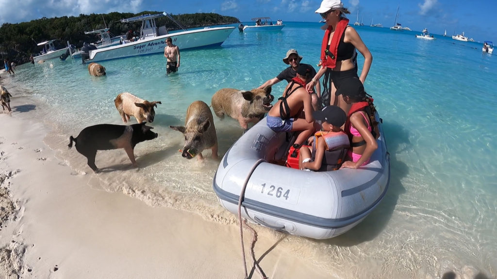Swimming pigs clamoring to be pet at Big Major Cay in The Exumas, Bahamas