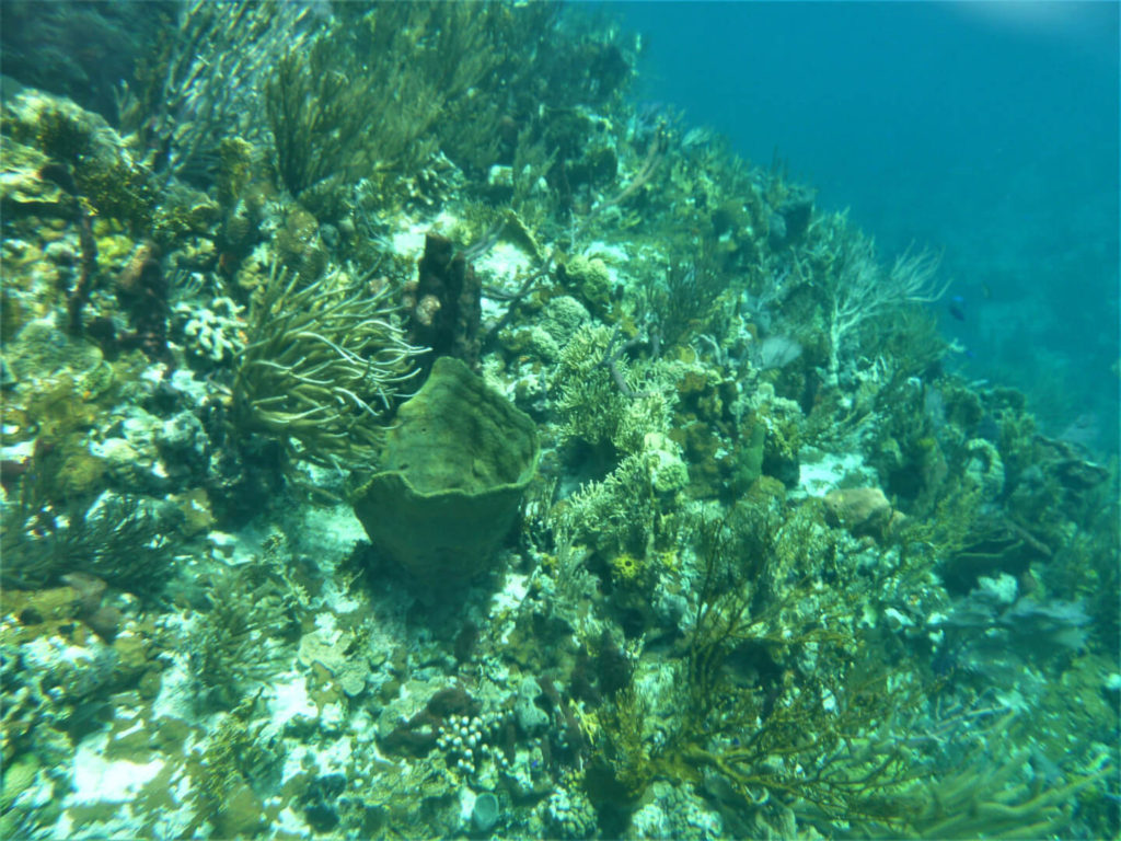 Coral at the Exuma Cays Land & Sea Park aquarium