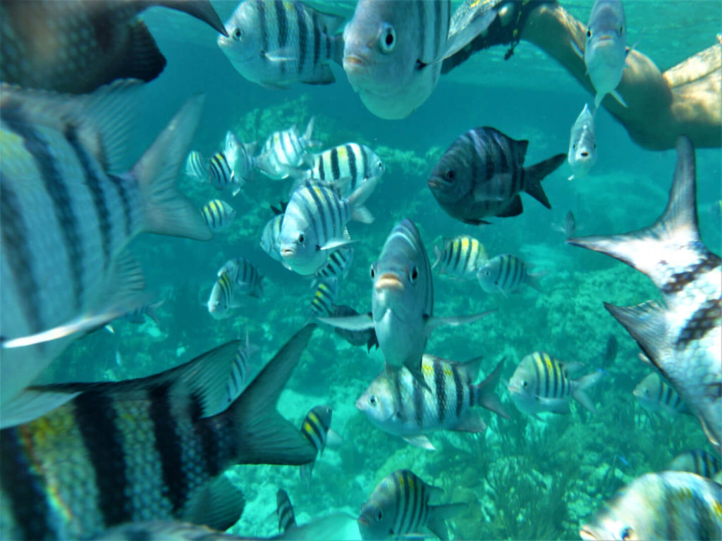 Fish posing for the camera at the Exuma Cays Land & Sea Park aquarium