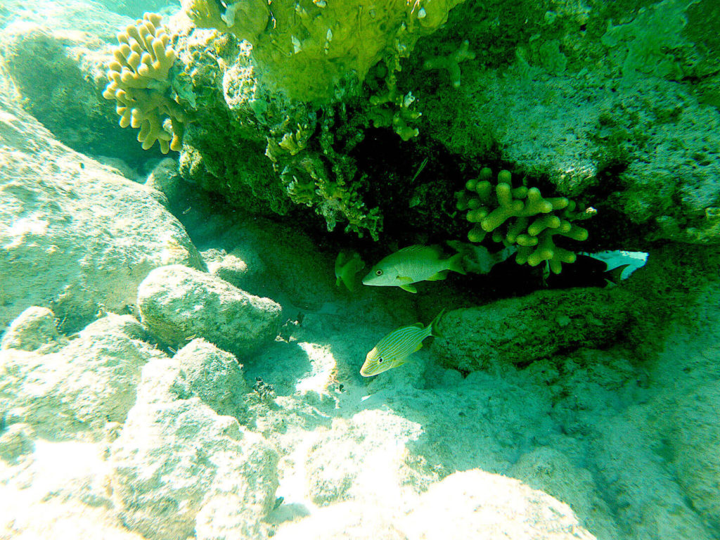Fish on a reef at Pirate Trap Beach on Staniel Cay, Bahamas