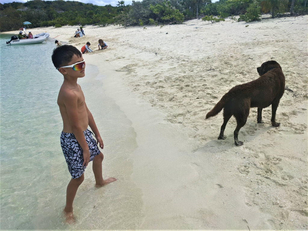 chocolate labrador retriever playing on the beach at Warderick Wells, Bahamas