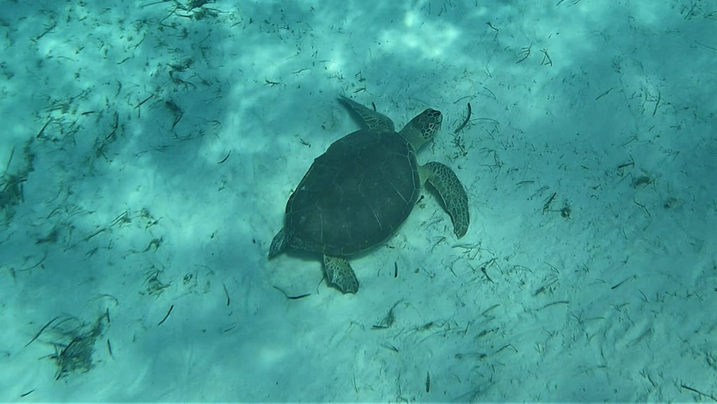 Sea turtle swimming near buouy 19 shipwreck at Warderick Wells, Bahamas