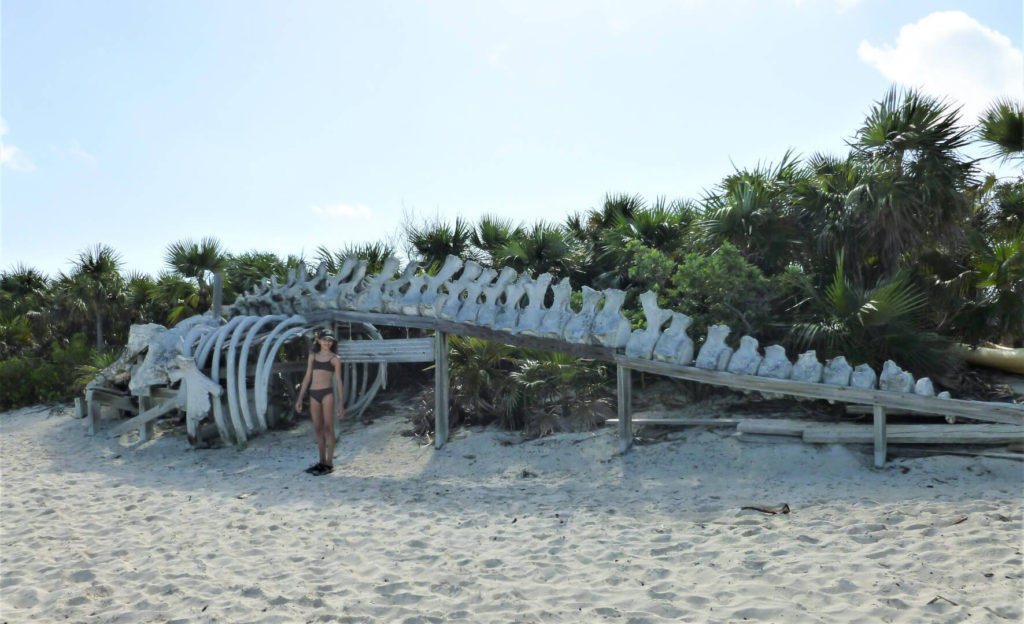 Sperm whale skeleton at Warderick Wells, Bahamas